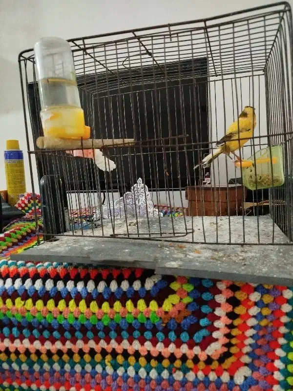 قناری نر|پرنده|ایذه, |دیوار