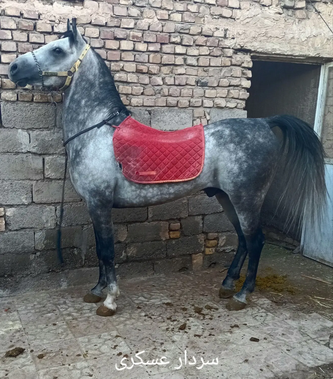 اسب|اسب و تجهیزات اسب‌سواری|رفسنجان, |دیوار