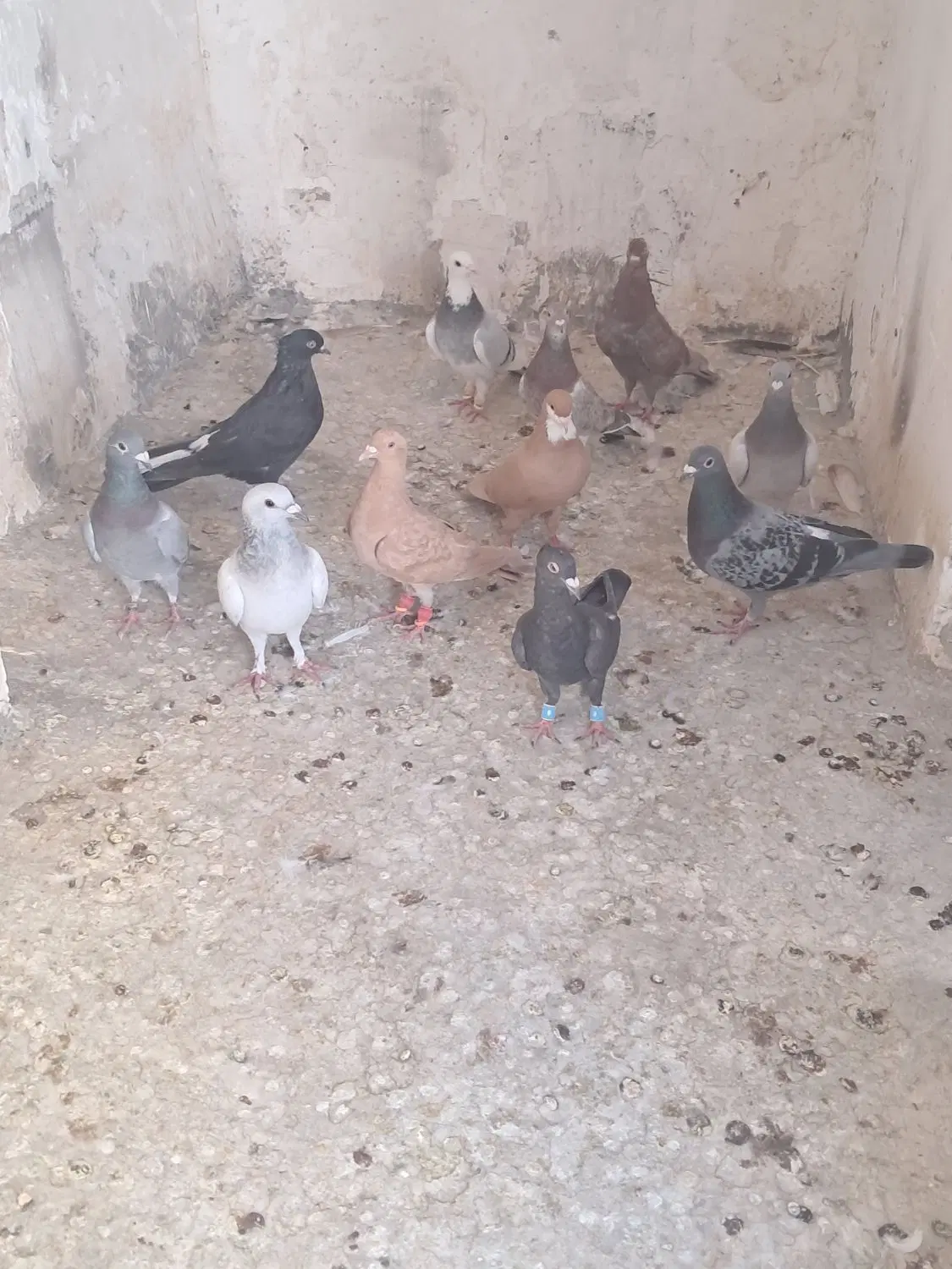 پرنده|پرنده|مشهد, میعاد (شهرک غرب)|دیوار