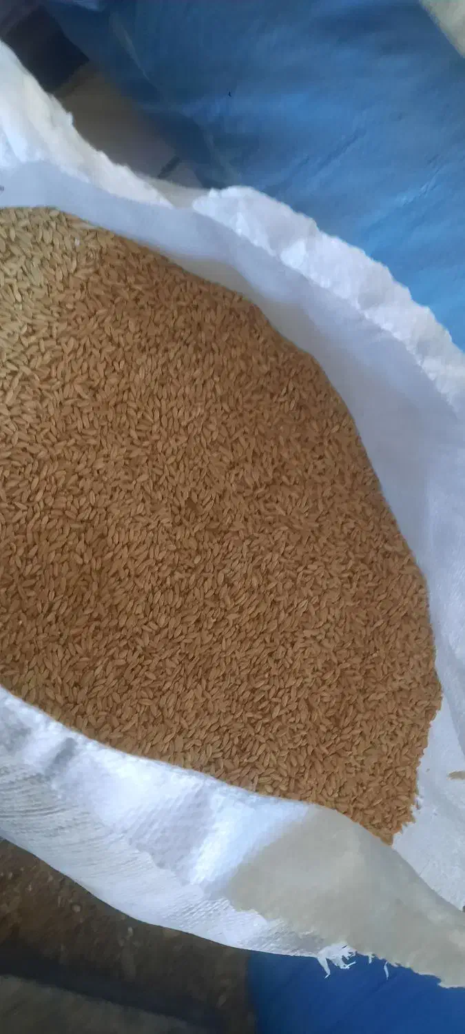 گندم دیم|عمده‌فروشی|شیراز, گویم|دیوار