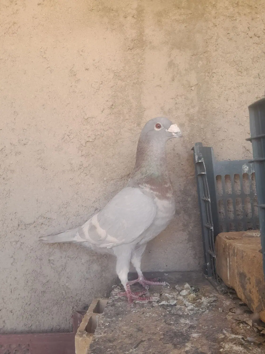 کبوتر|پرنده|زارچ, |دیوار