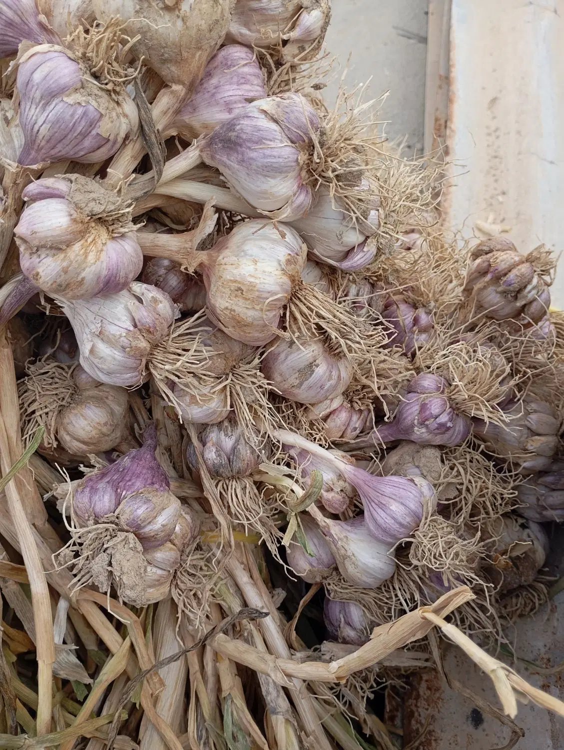 سیر محلی|خدمات باغبانی و درختکاری|کاکی, |دیوار