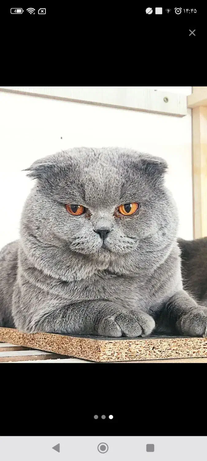 گربه|گربه|ملارد, |دیوار