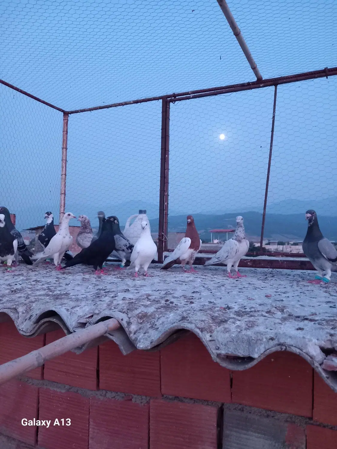 کبوتر|پرنده|گرگان, |دیوار