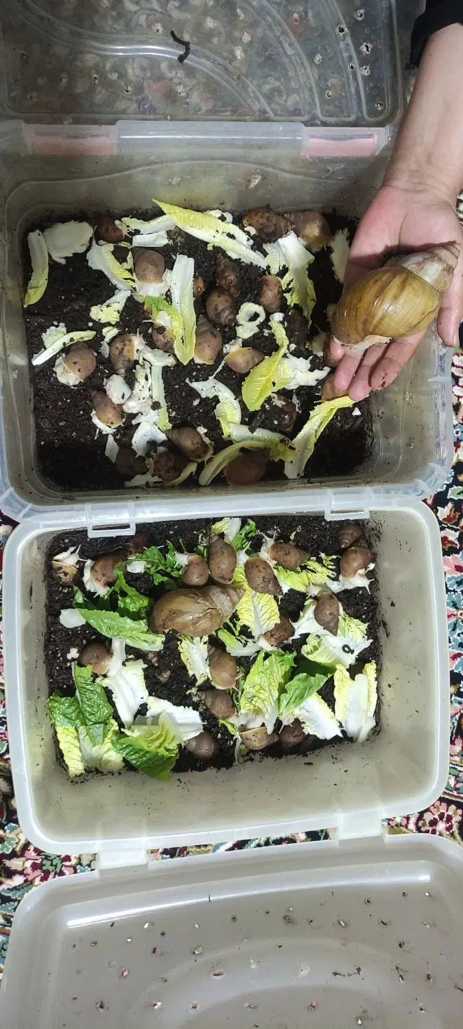 حلزون|خزنده|شیروان (خراسان), |دیوار
