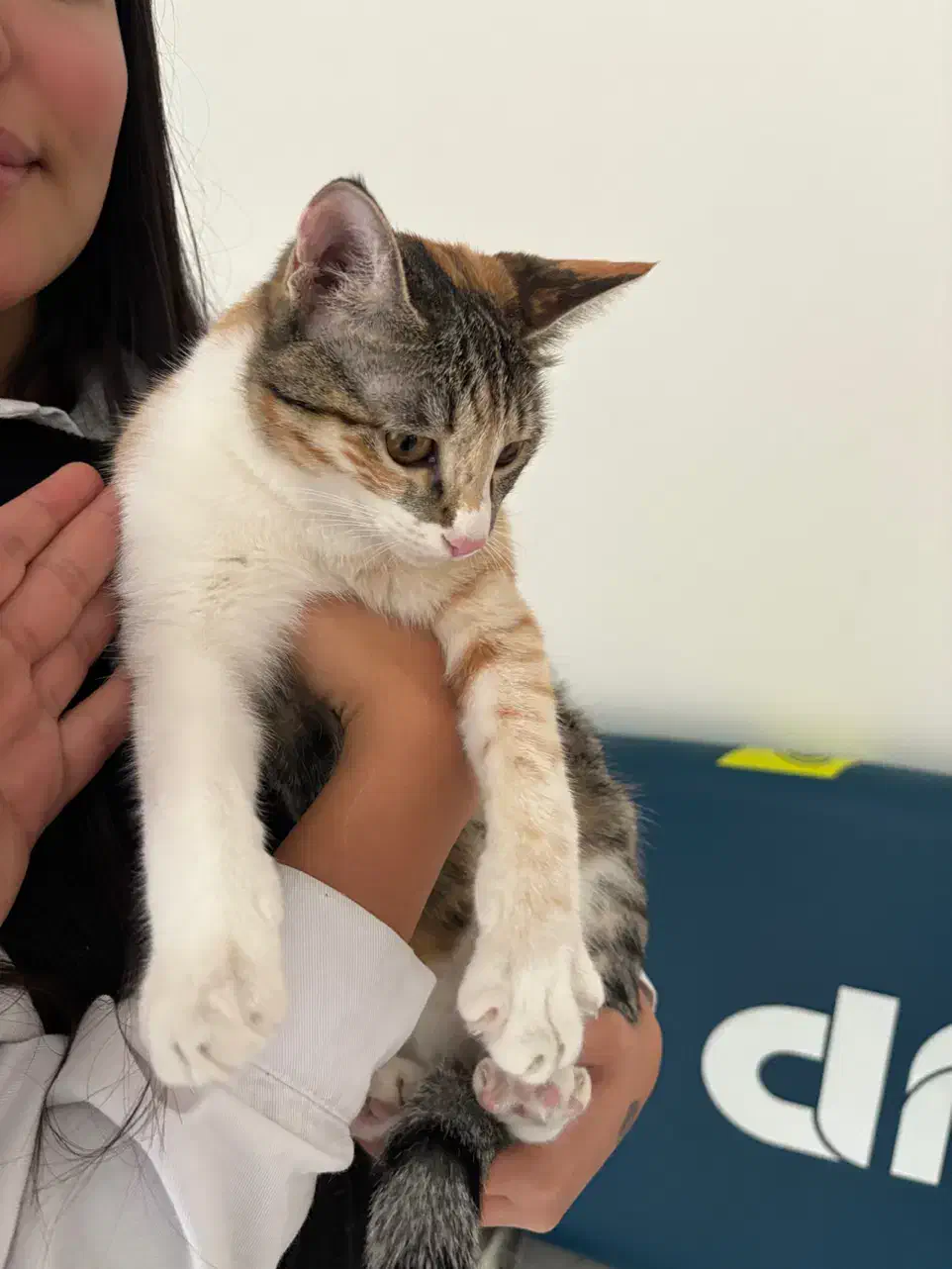 گربه|گربه|کیش, |دیوار