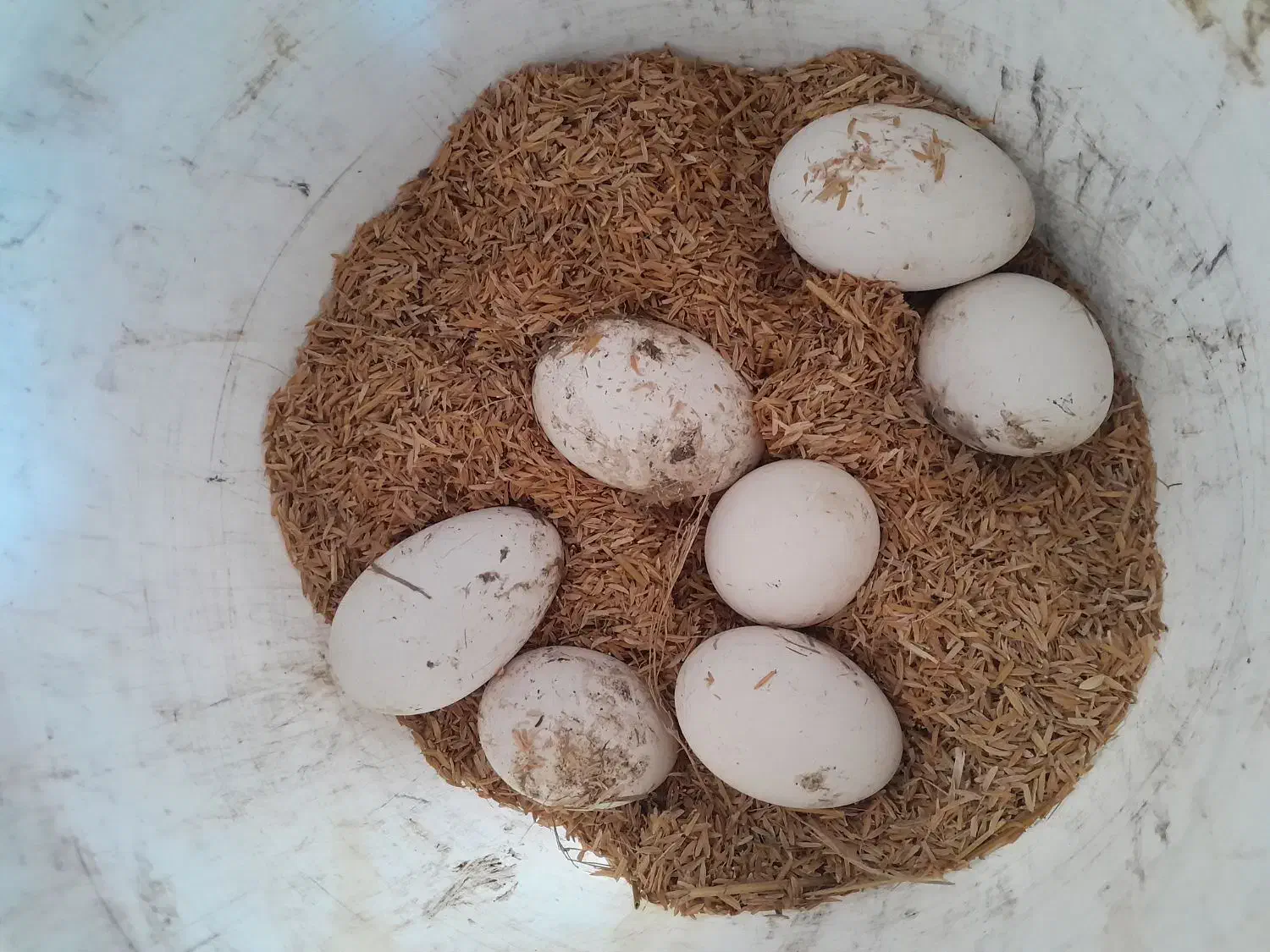 تخم  غاز|حیوانات مزرعه|رشت, لاکان|دیوار