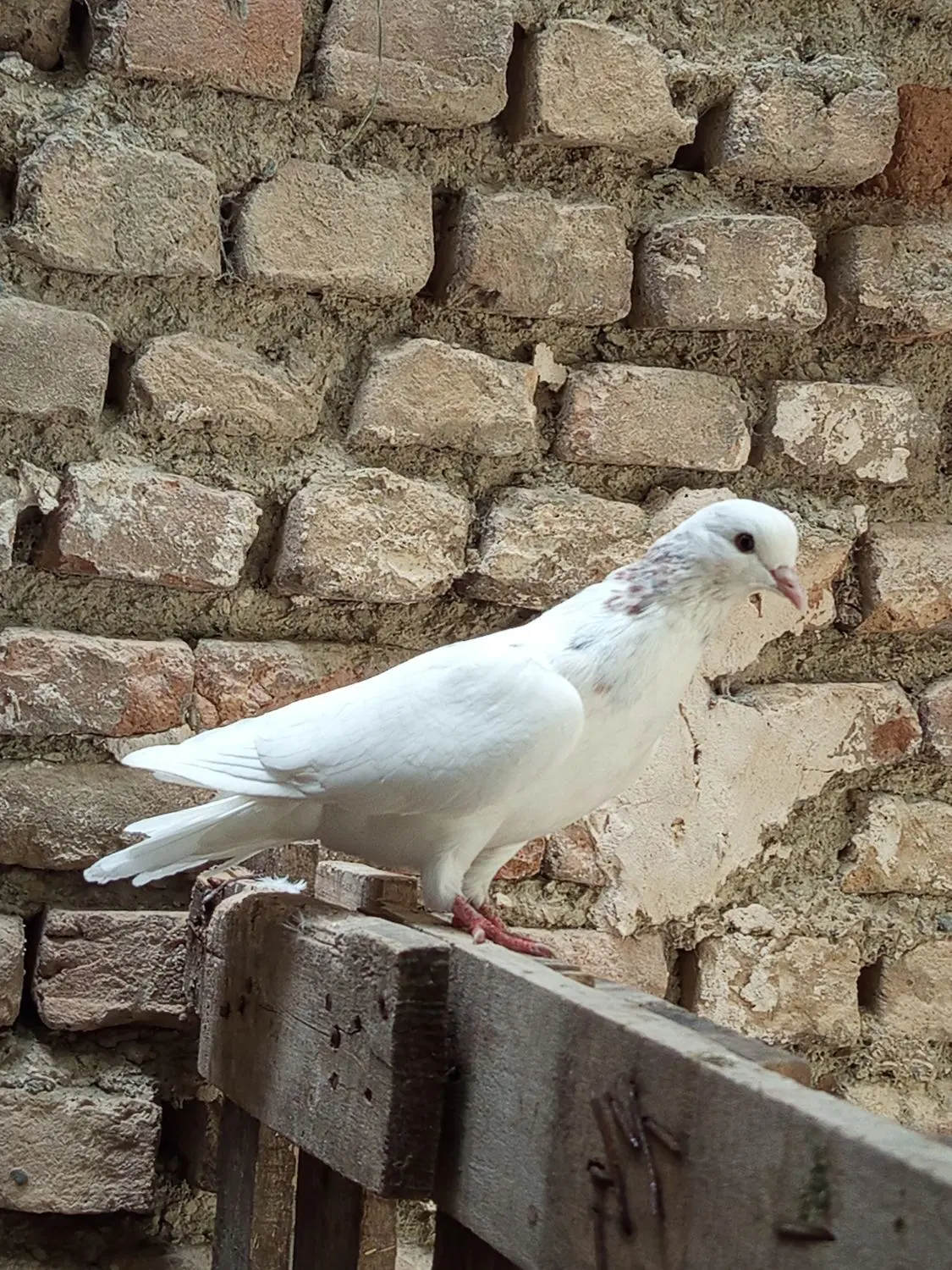 کفتر|پرنده|گرگان, |دیوار