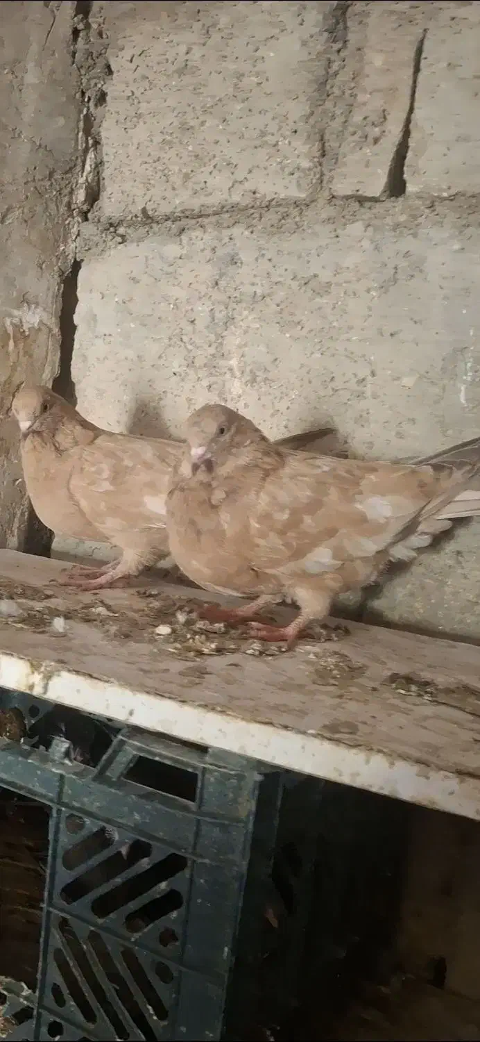 کله ای|پرنده|امیدیه, |دیوار