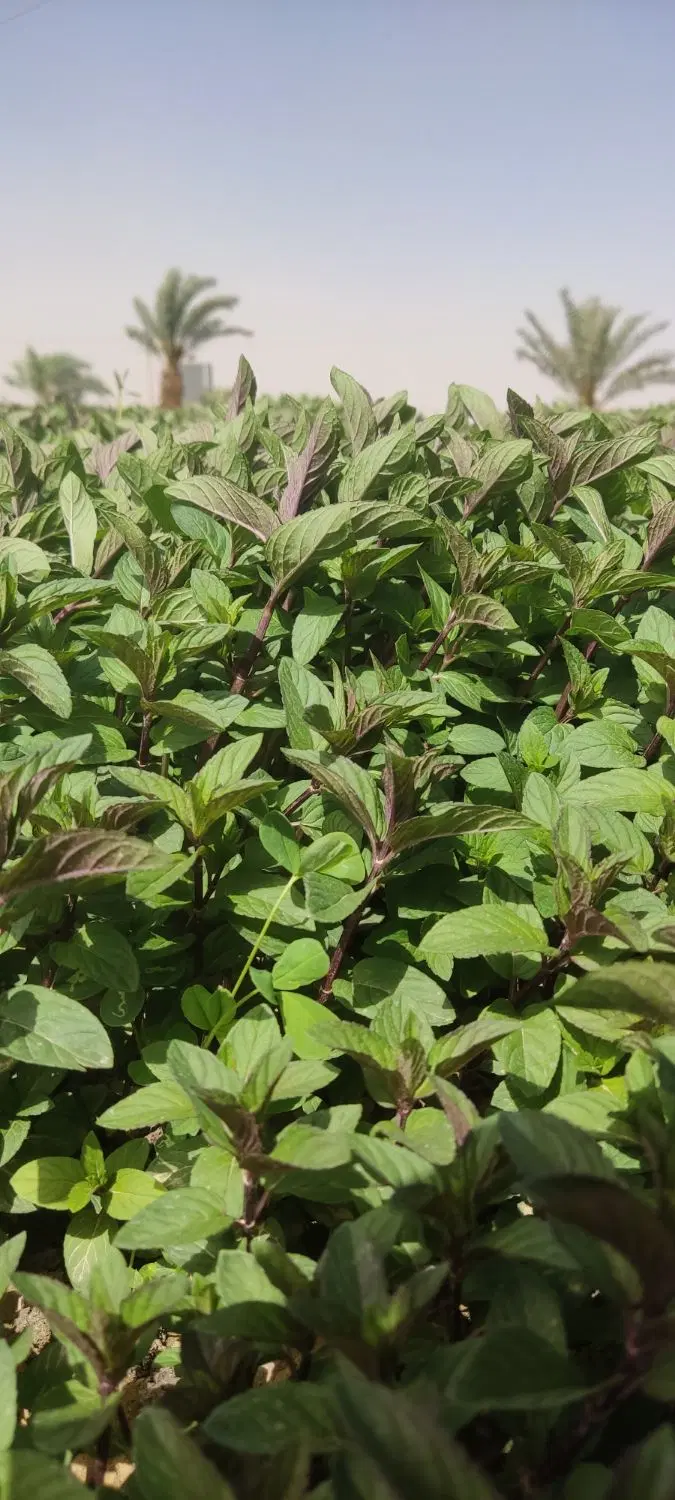 سبزی|خوردنی و آشامیدنی|کرمان, |دیوار