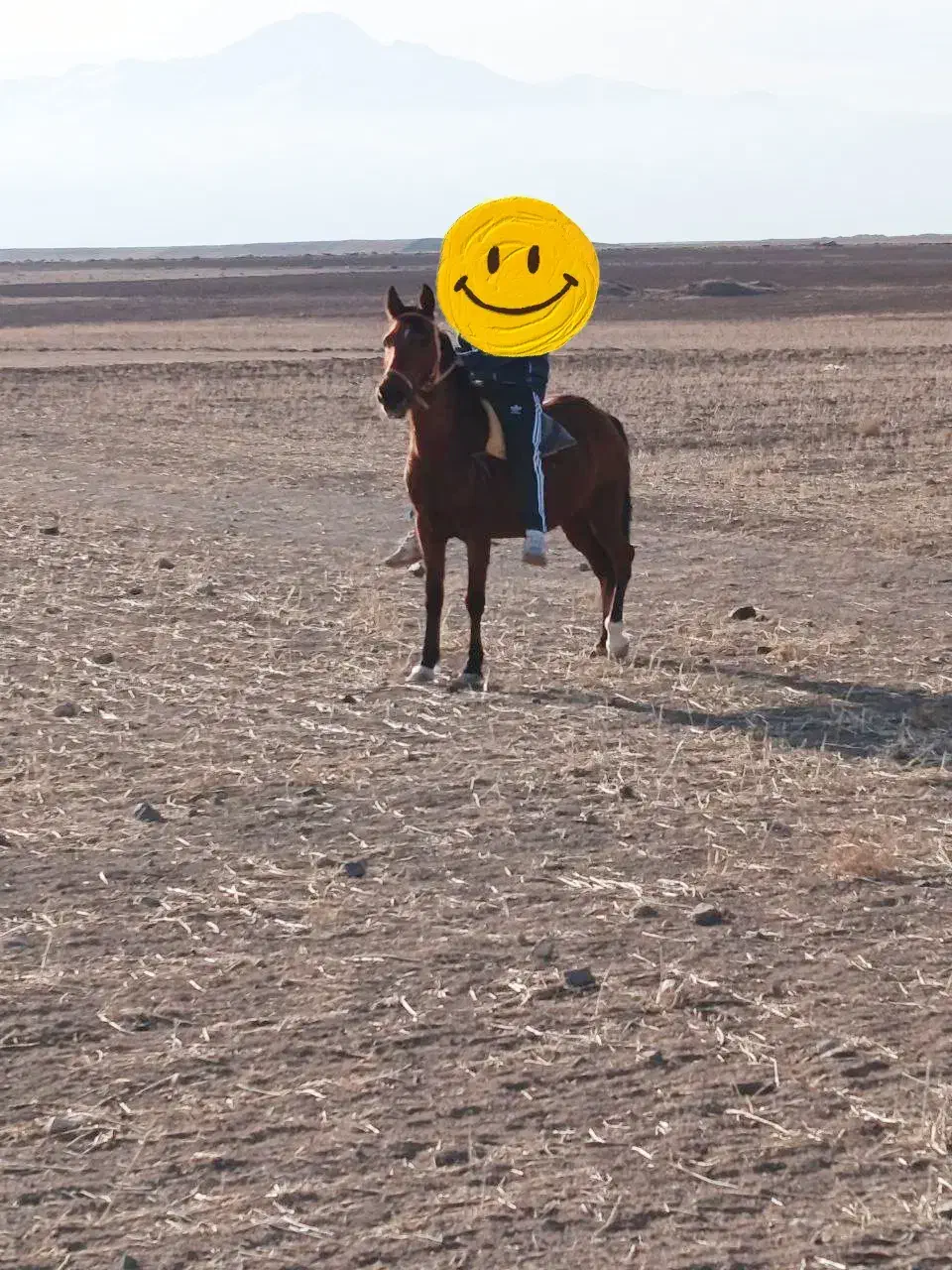 اسب|اسب و تجهیزات اسب‌سواری|نمین, |دیوار