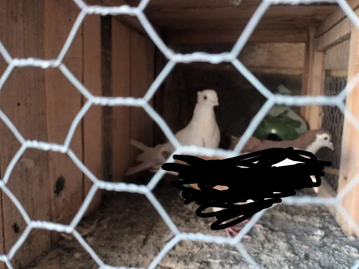 دوعددزینتی|پرنده|قم, ناصردیوان|دیوار