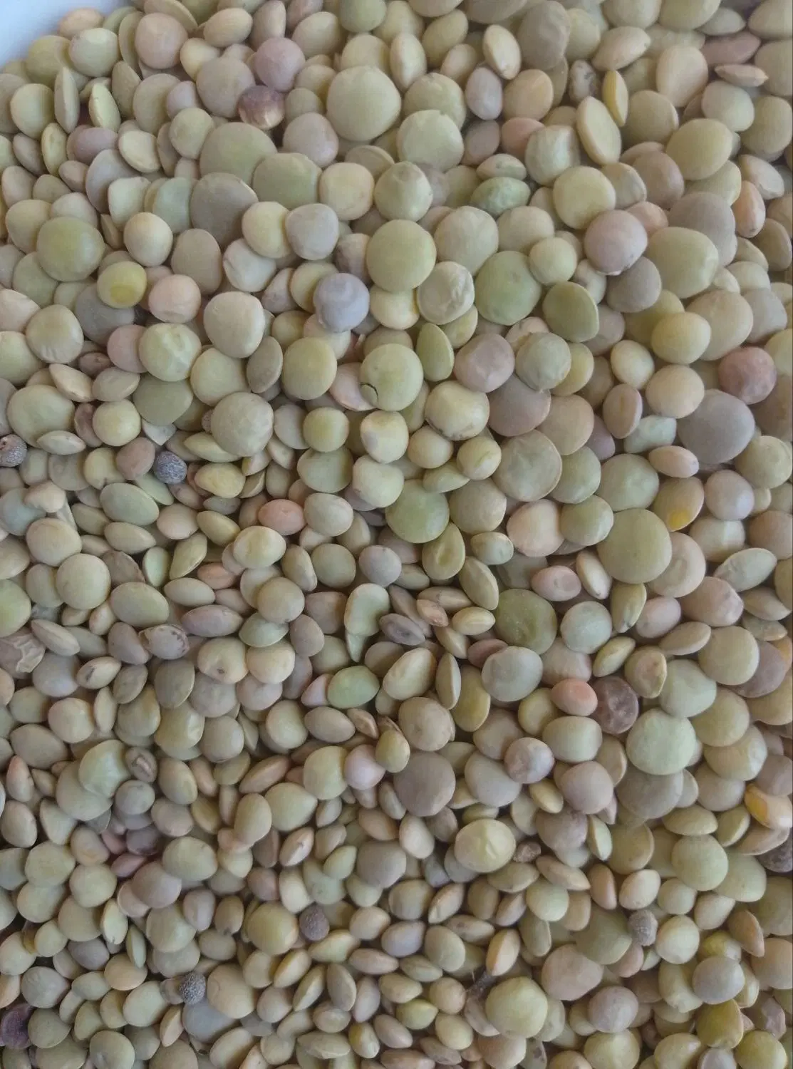 عدس تمیز|خوردنی و آشامیدنی|آشخانه, |دیوار