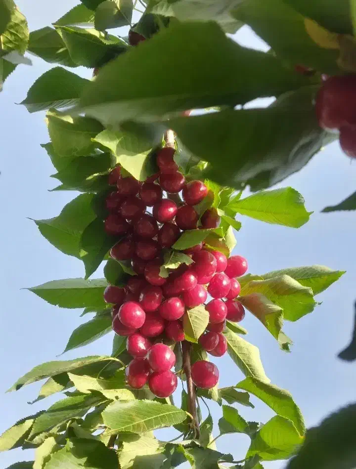 نهال گیلاس|گل و گیاه طبیعی|شاندیز, |دیوار