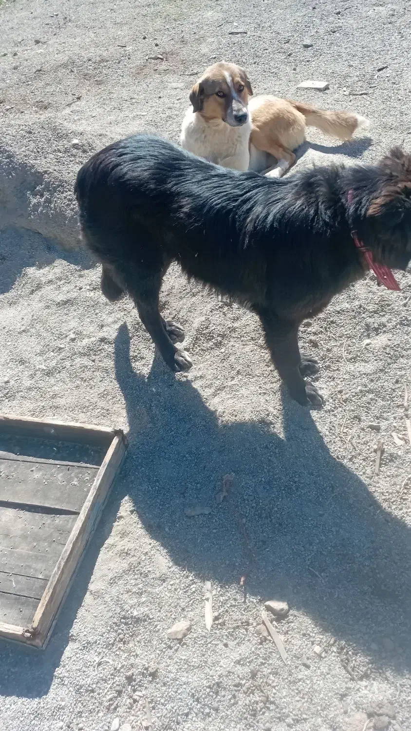 سگ گم شده|حیوانات|برخوار, |دیوار