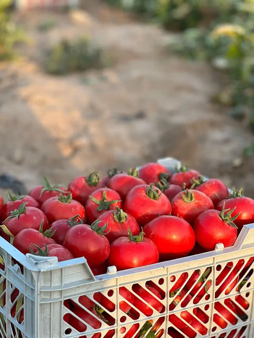 بذر گوجه فرنگی صادراتی رقم ۸۰۲۰،هیبرید  مشابه ۸۳۲۰|خدمات باغبانی و درختکاری|خرمدره, |دیوار