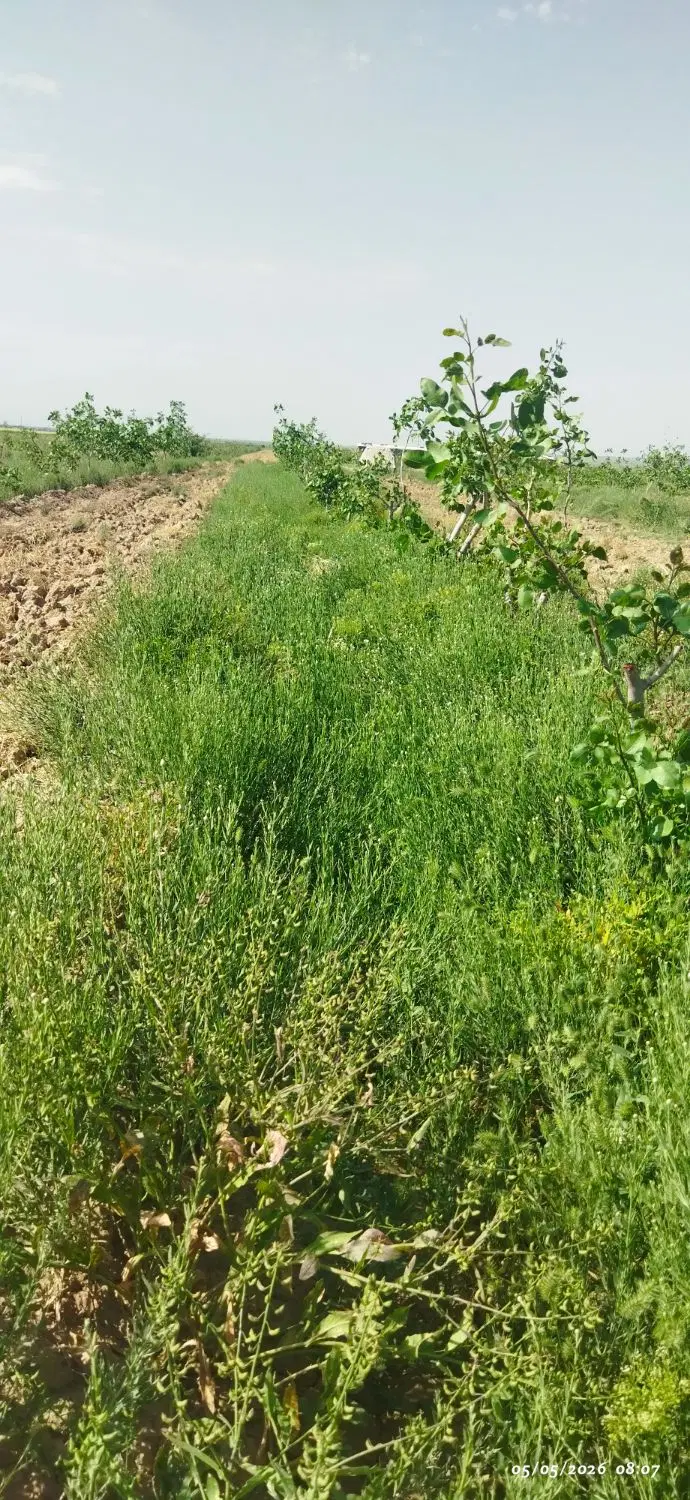 درخت|گل و گیاه طبیعی|نیشابور, فردوسی جنوبی|دیوار