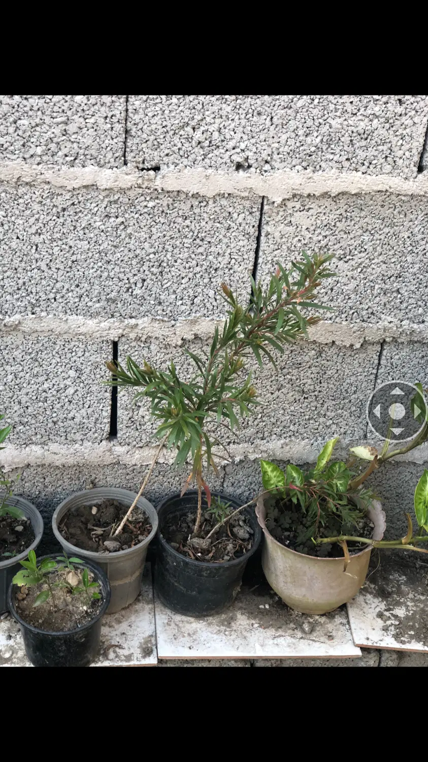 درختچه|گل و گیاه طبیعی|رشت, معلم|دیوار