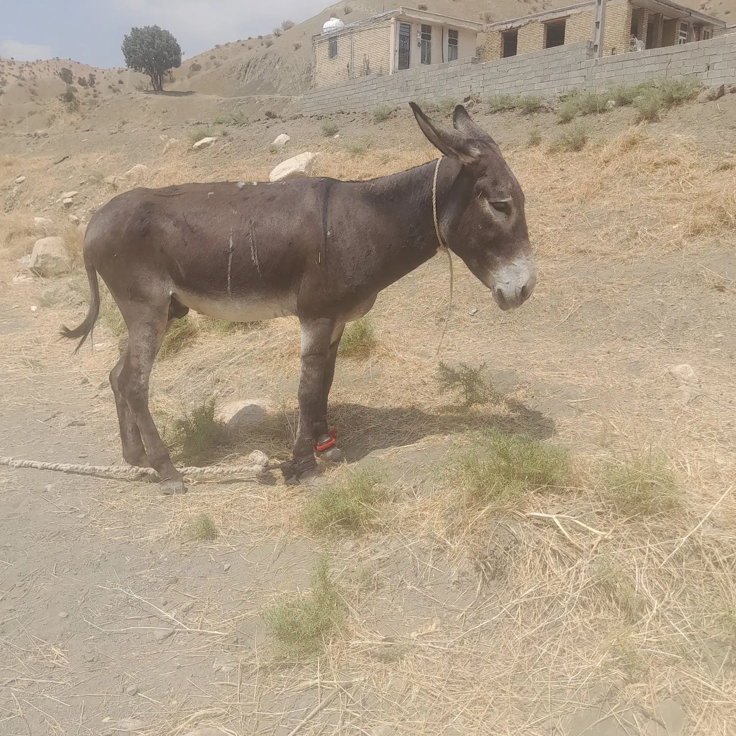 نر خر جوان|حیوانات مزرعه|جزمان, |دیوار
