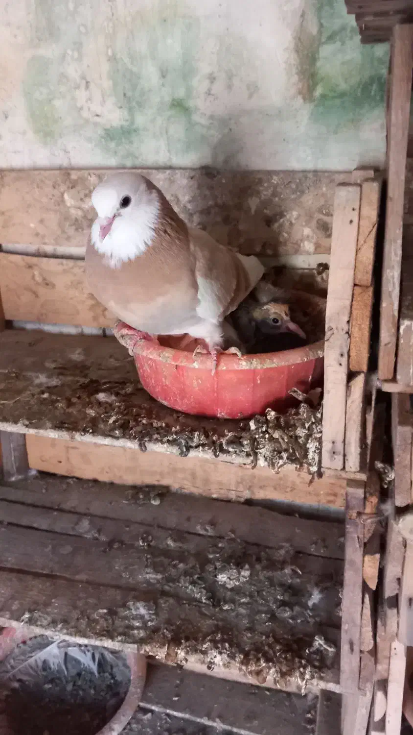 پرنده|پرنده|نقده, |دیوار