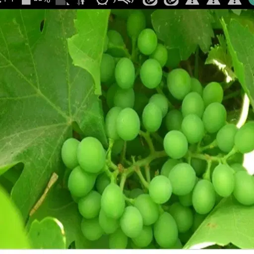 غوره|خوردنی و آشامیدنی|سپیدان, |دیوار