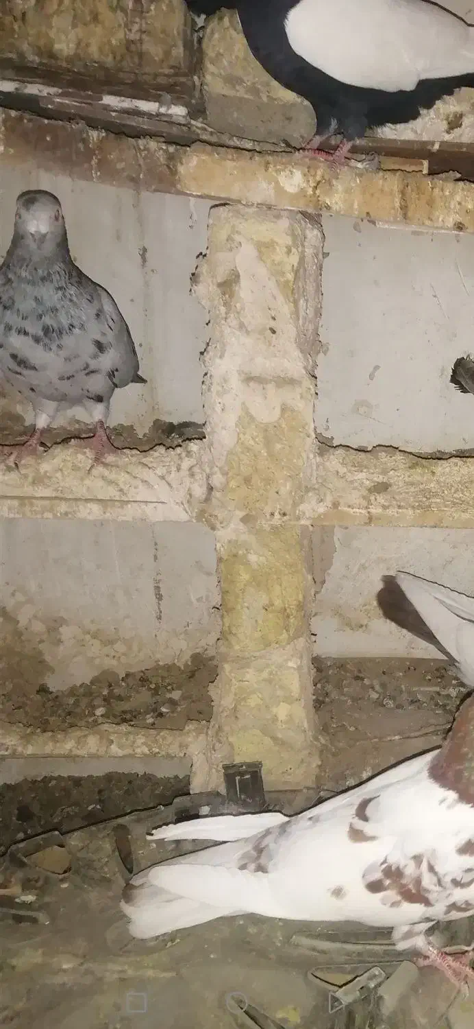 کفتر|حیوانات|ملایر, |دیوار