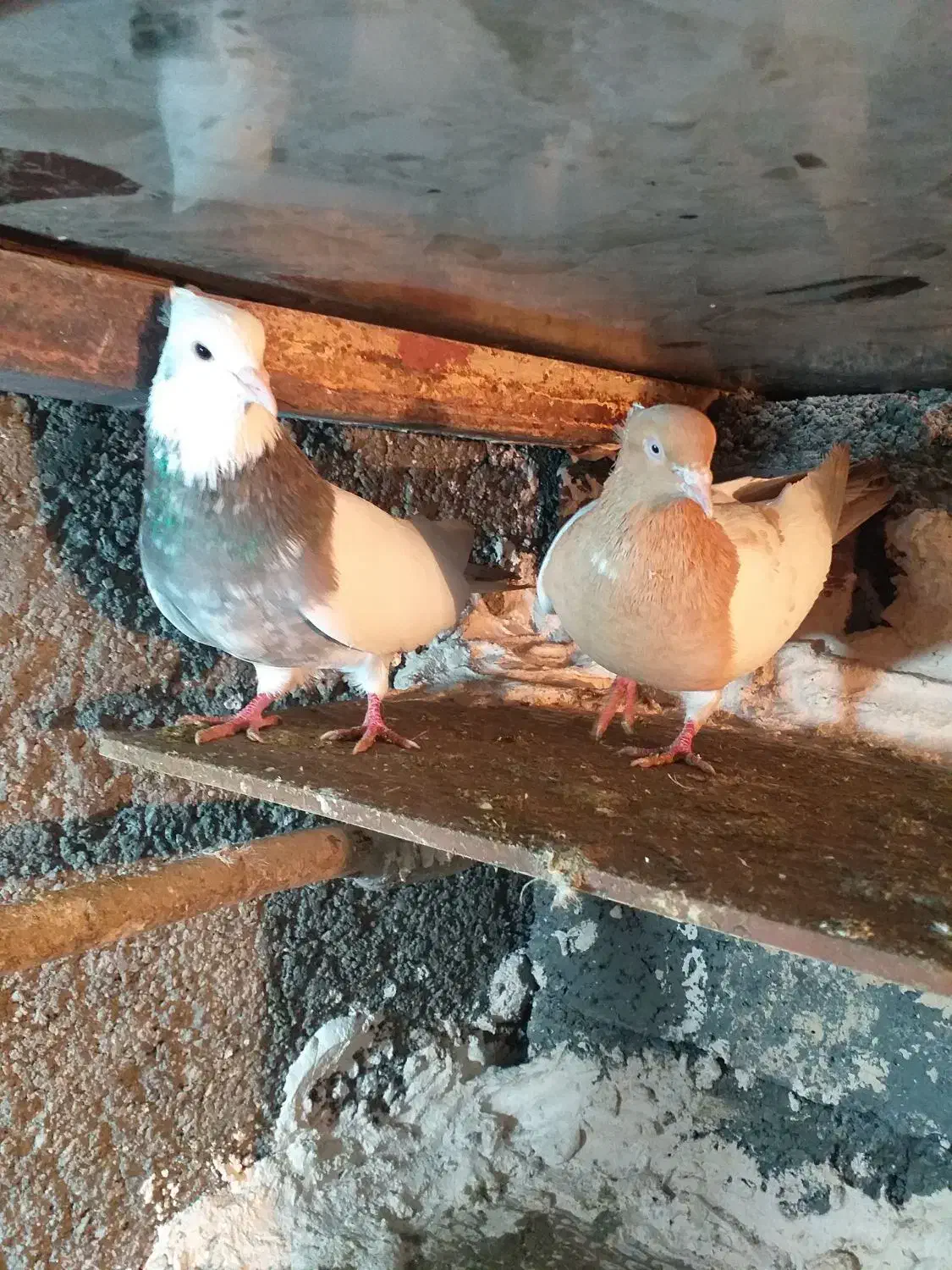 کبوتر|پرنده|مریوان, |دیوار