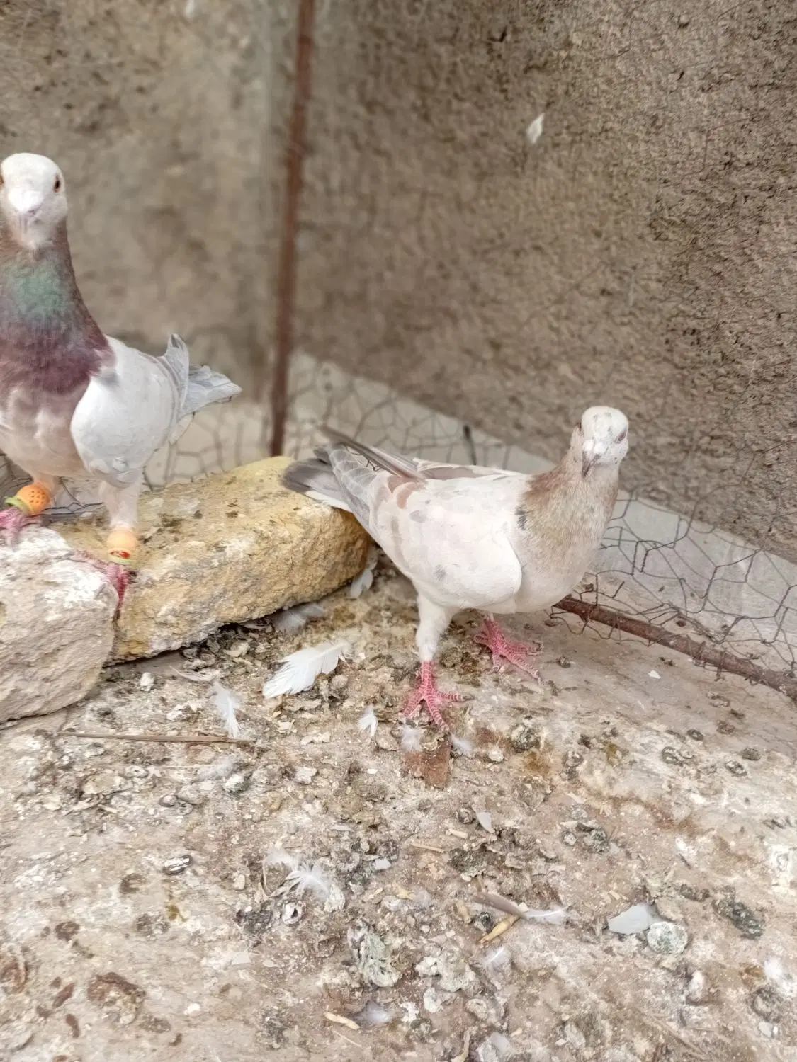 پرنده|پرنده|تاکستان, |دیوار