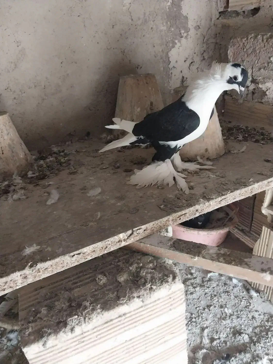 کبوتر|پرنده|تبریز, |دیوار