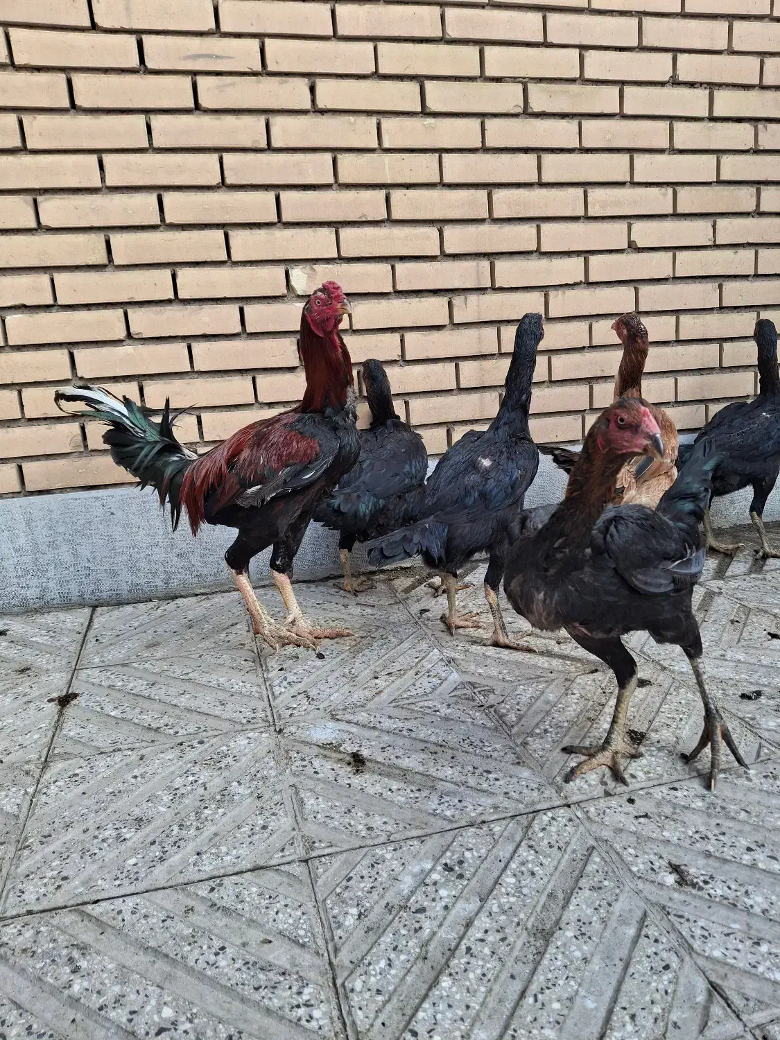 مرغ لاری|حیوانات مزرعه|مبارکه, |دیوار