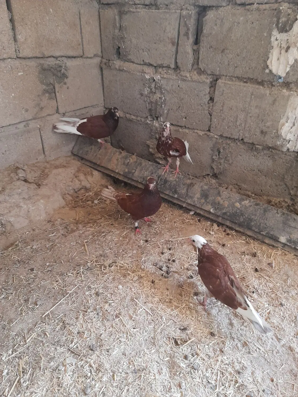 کبوتر|پرنده|قشم, |دیوار