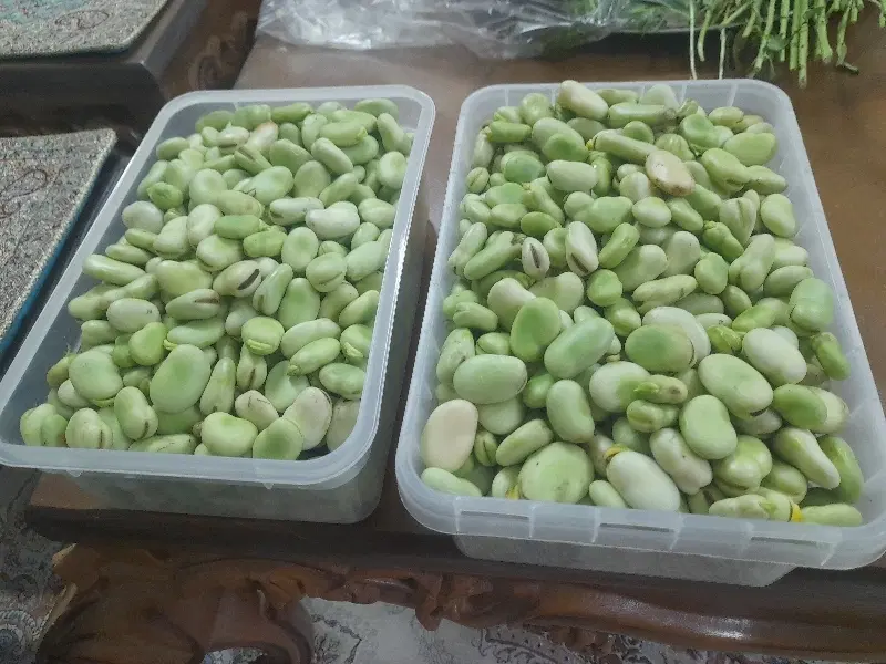 باقله|خوردنی و آشامیدنی|شیراز, تلخ داش|دیوار