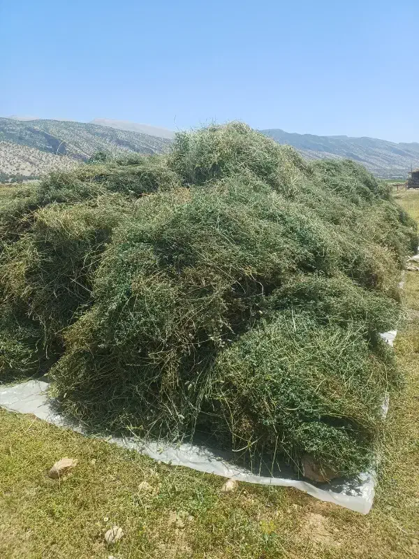 یونجه|لوازم جانبی حیوانات|بهبهان, |دیوار
