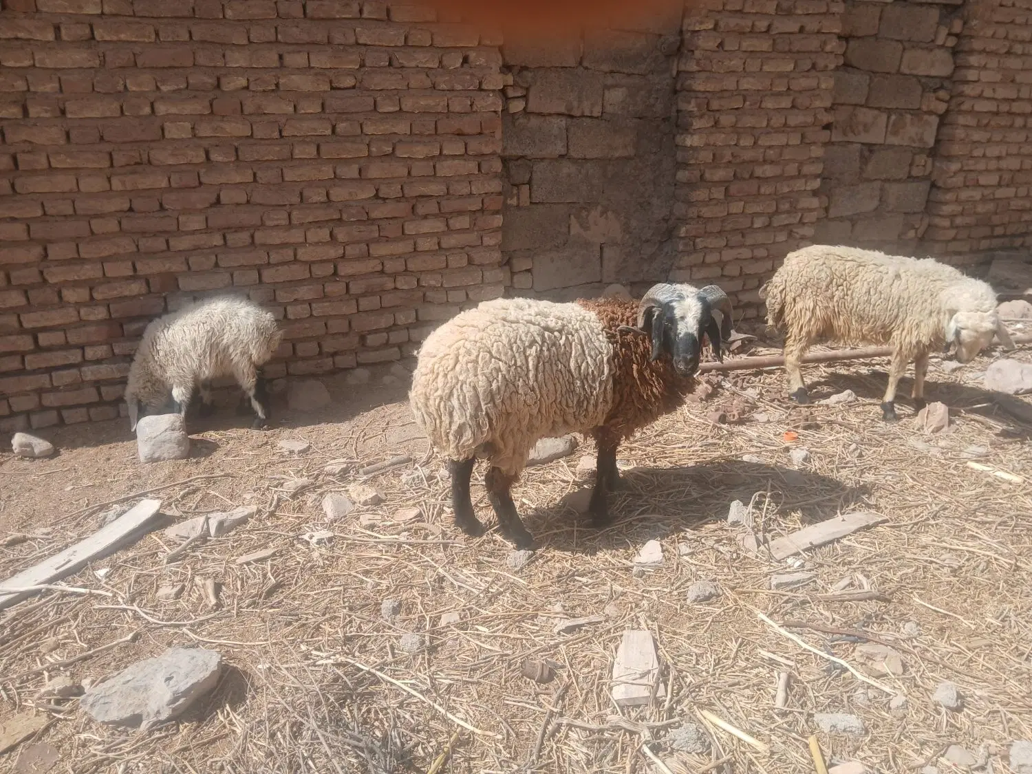 بره|حیوانات مزرعه|ماهان, |دیوار