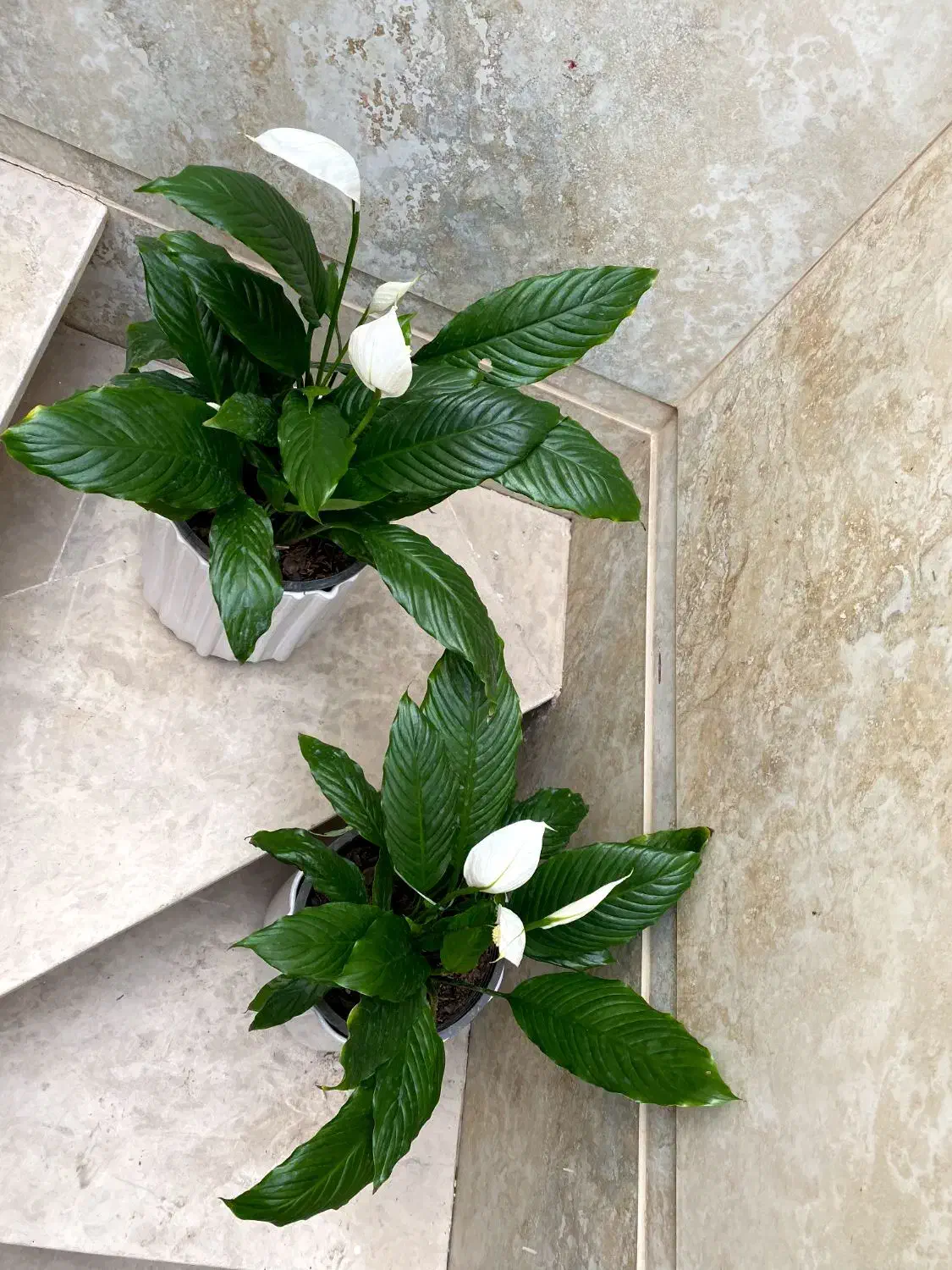 اسپاتی|گل و گیاه طبیعی|نیشابور, شهید بهشتی|دیوار