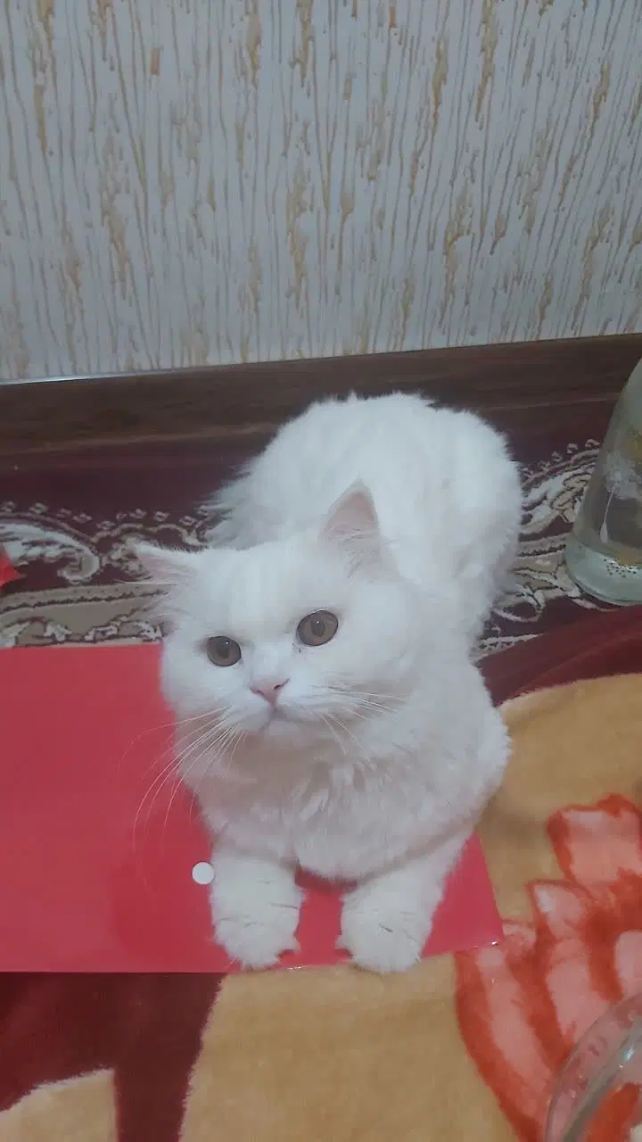 جفت گیری|گربه|ساوه, |دیوار