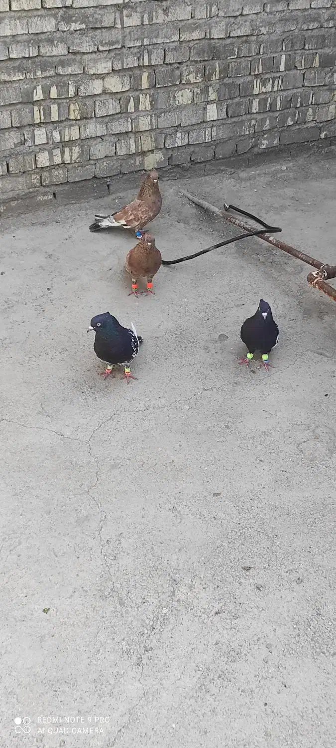 رنگی سفت|پرنده|حمیدیه, |دیوار