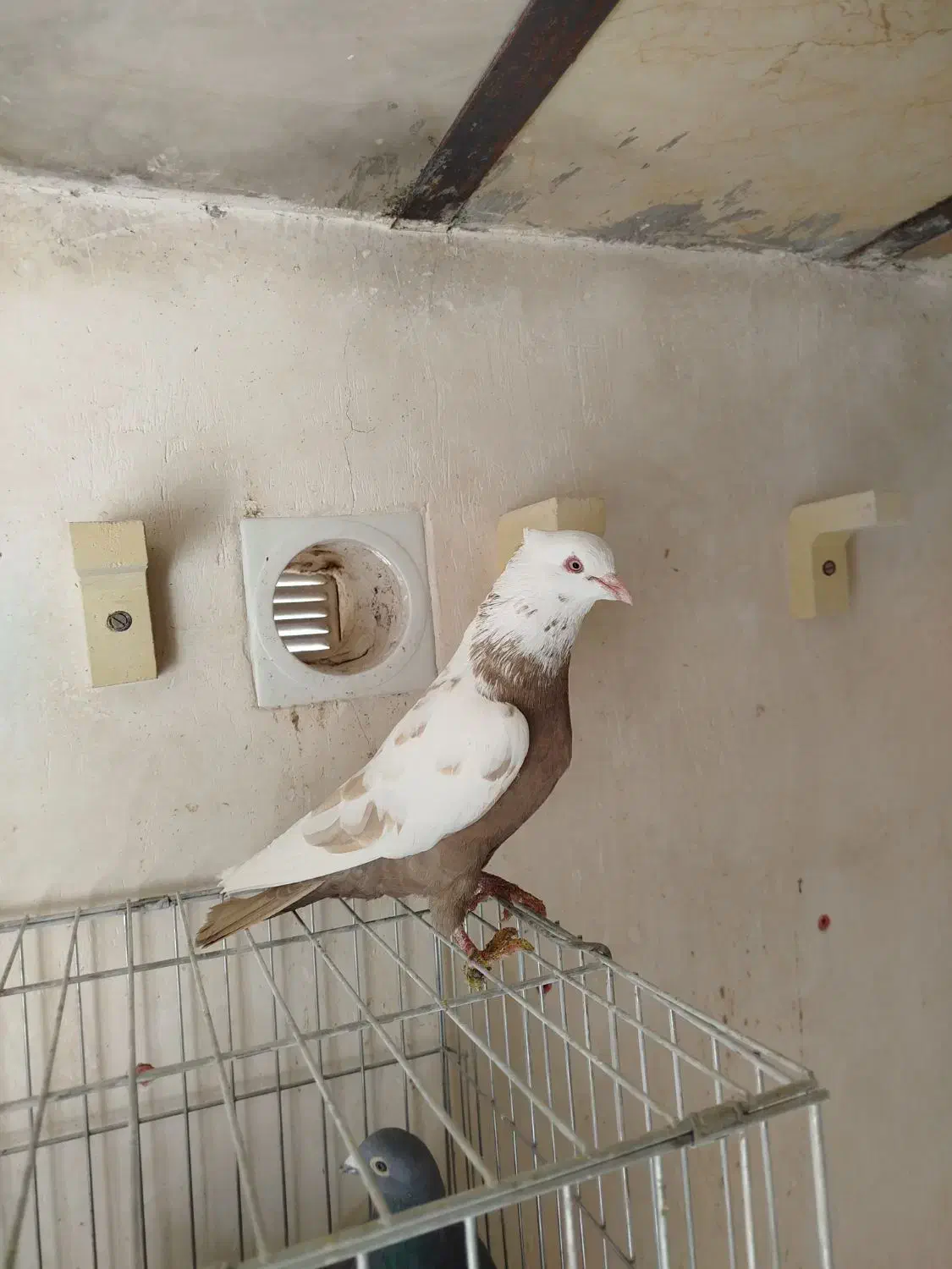 دم قهوه ای|پرنده|نیریز, |دیوار