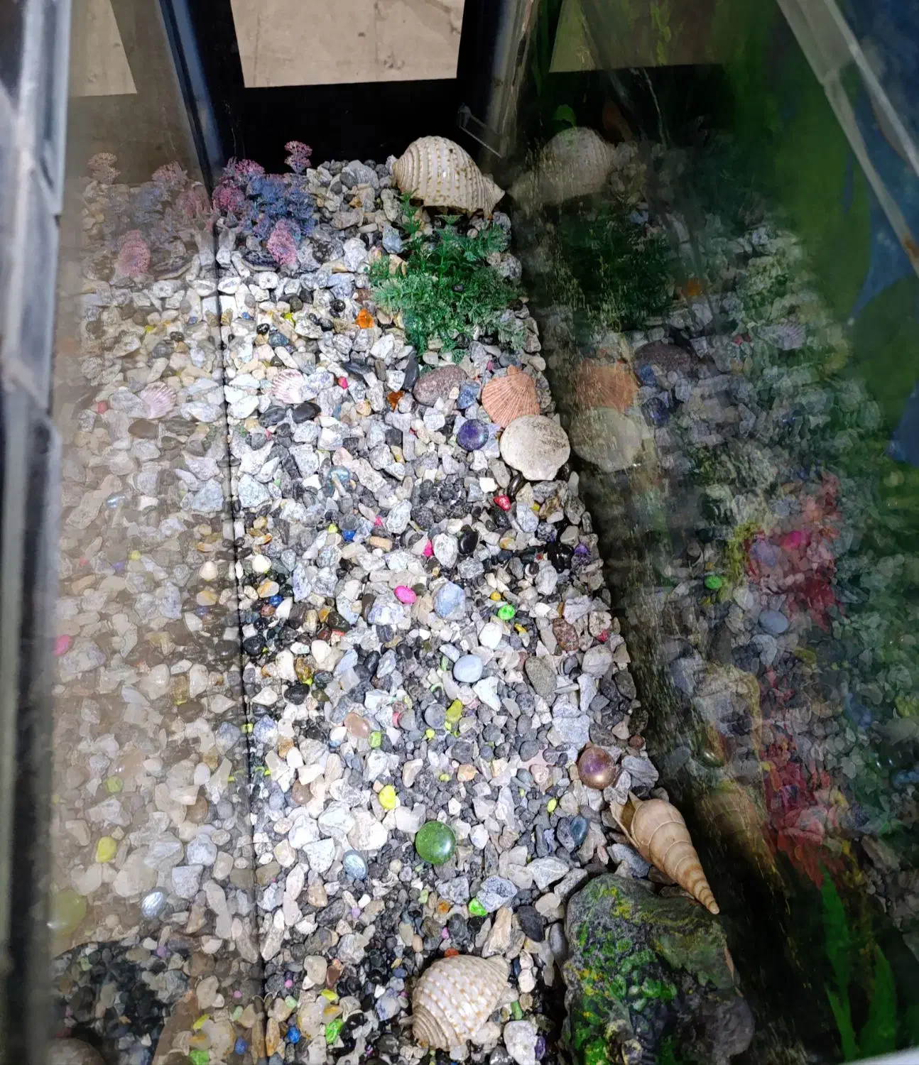 آکواریوم|ماهی|آران و بیدگل, |دیوار