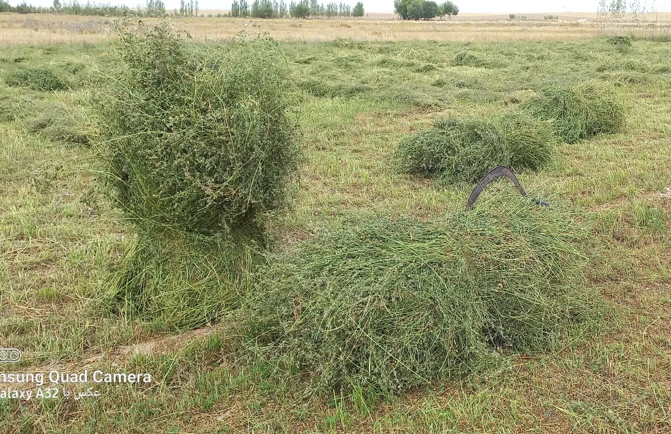 یونجه|خدمات باغبانی و درختکاری|نمین, |دیوار