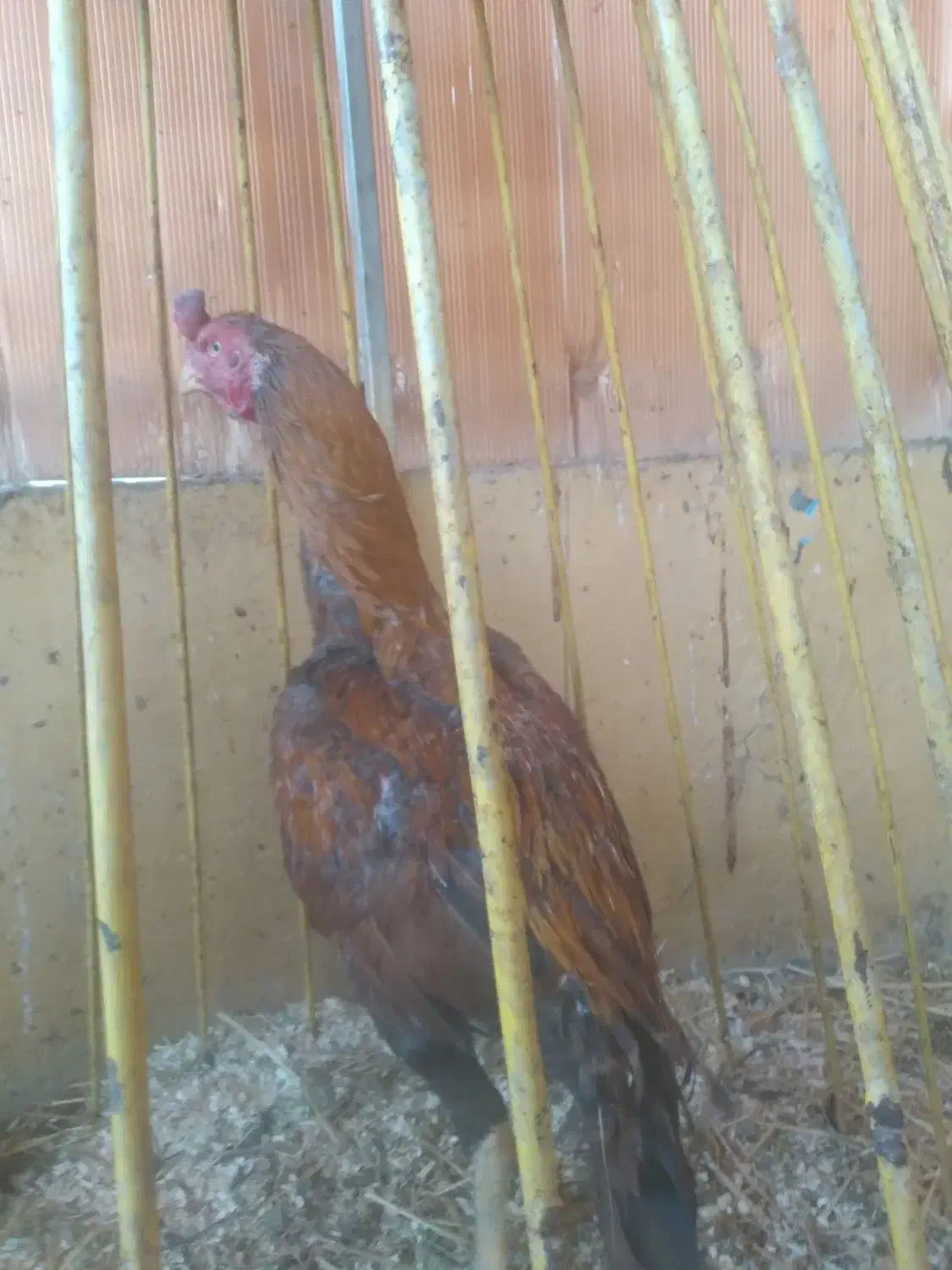 لاری|حیوانات مزرعه|کرج, آتشگاه|دیوار