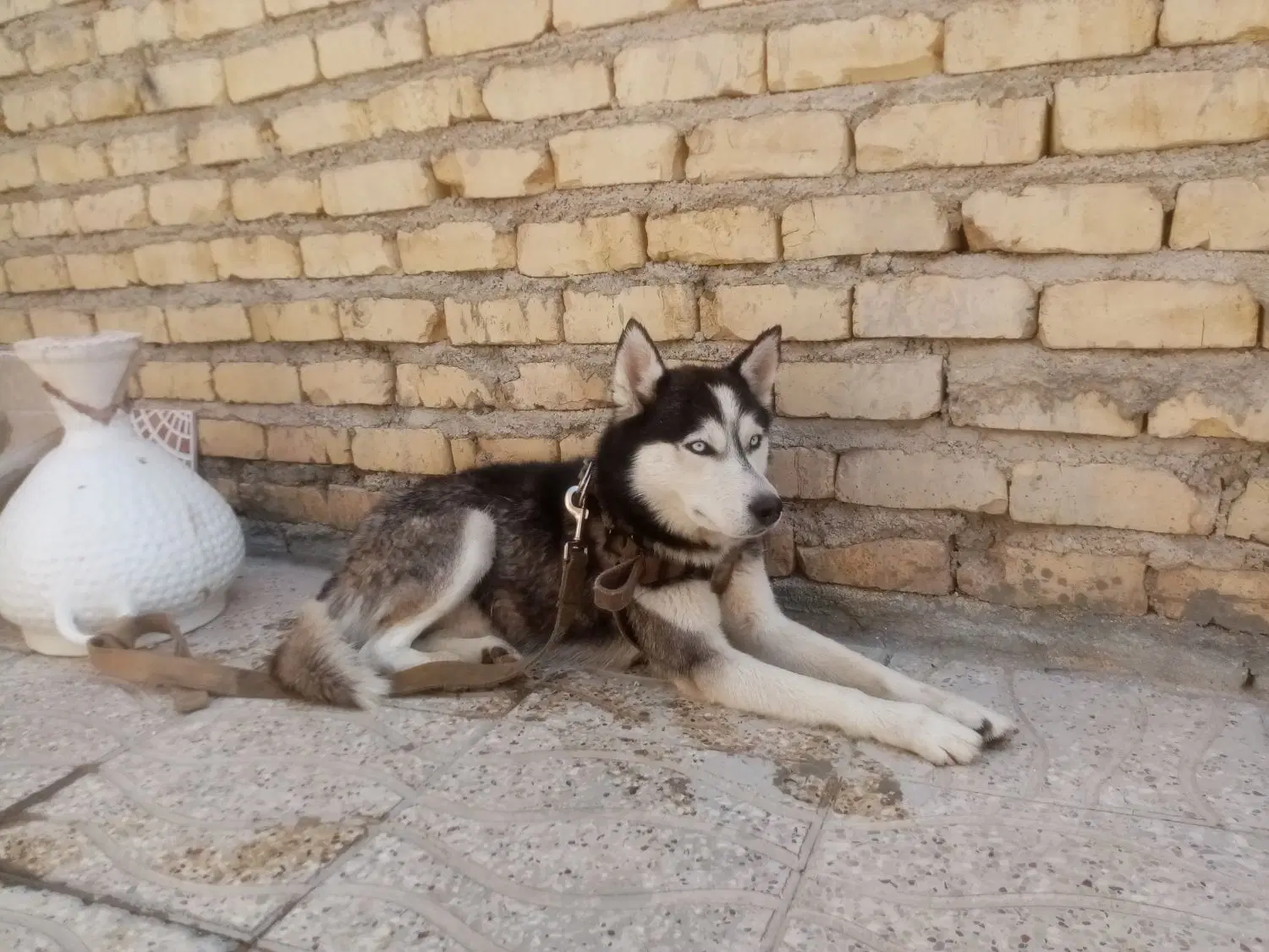 سگ هاسکی|سگ|فیروزآباد (فارس), |دیوار