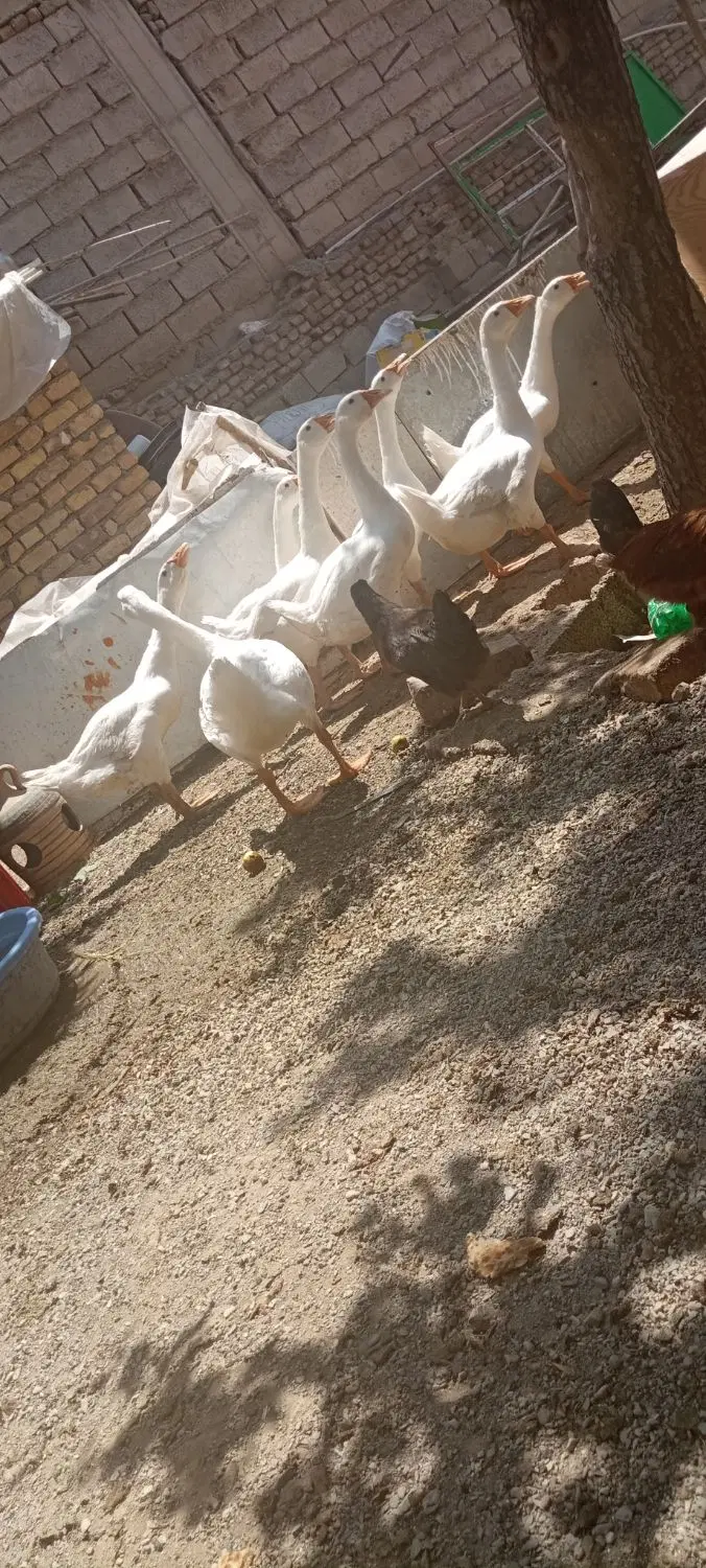 غو غاز|حیوانات مزرعه|رزن, |دیوار