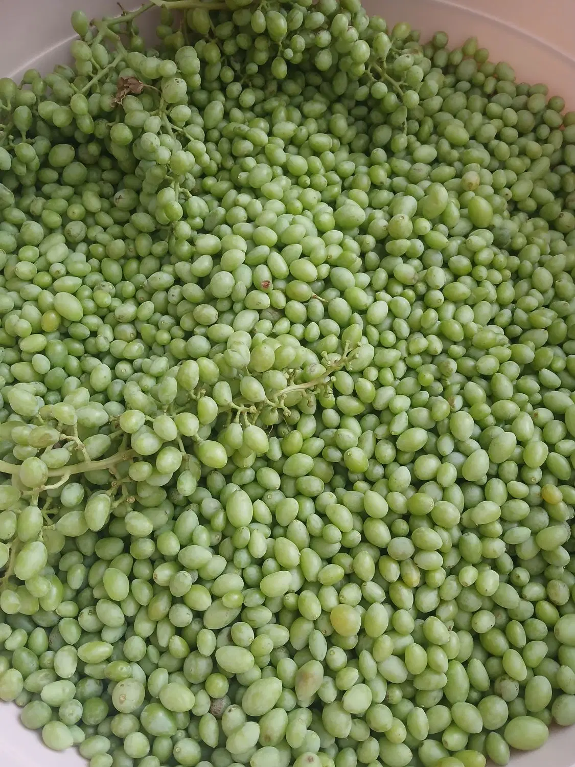 غوره|خوردنی و آشامیدنی|همدان, |دیوار
