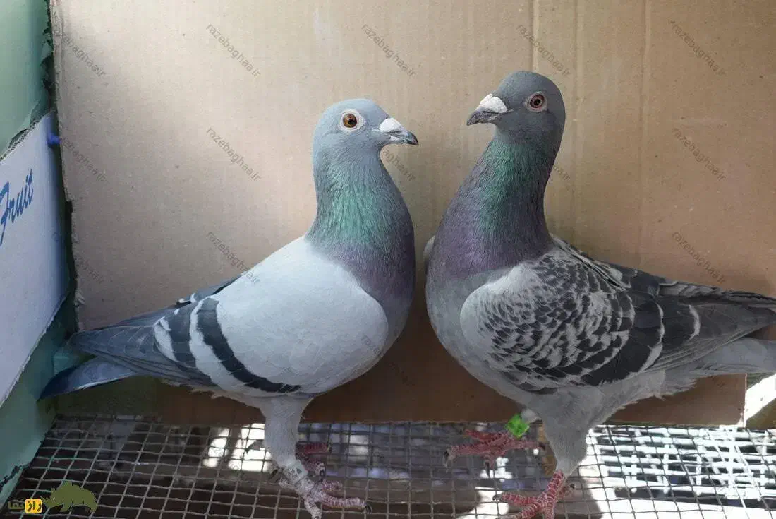 کبوتر|پرنده|سوسنگرد, |دیوار