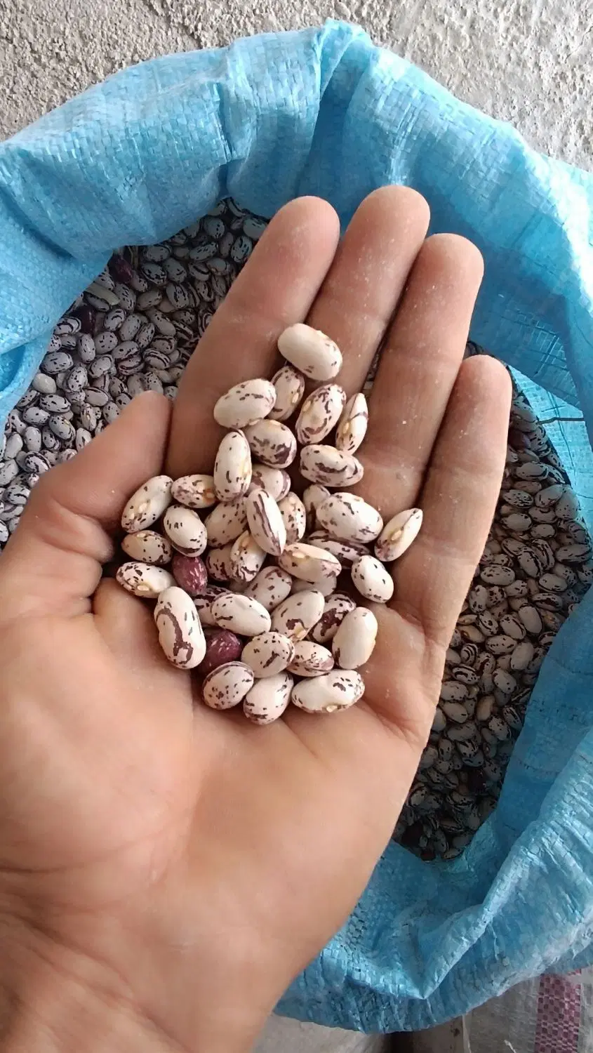لوبیا|خوردنی و آشامیدنی|اهر, |دیوار