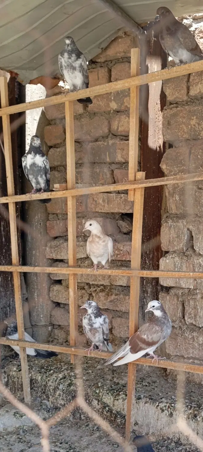 کفتر|پرنده|ساوه, |دیوار