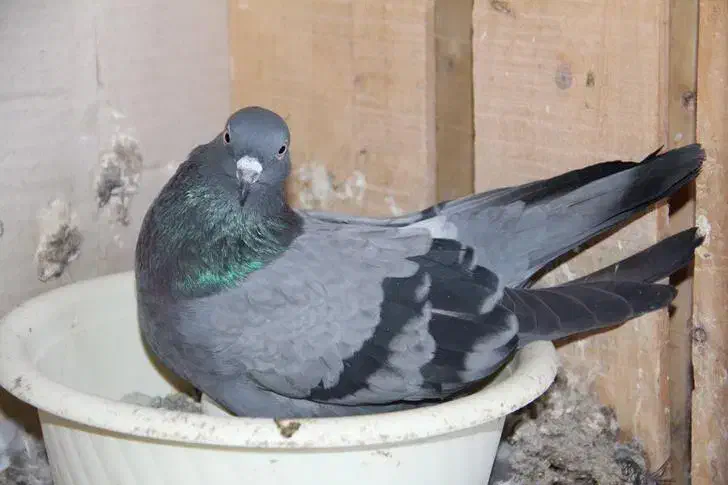 کبوتر|پرنده|سوسنگرد, |دیوار