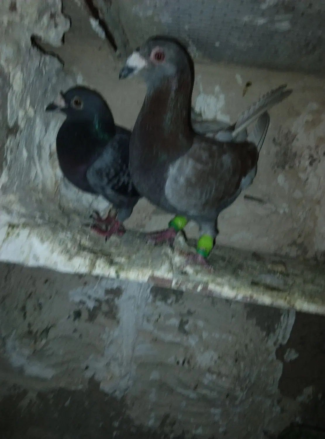 کفتر|پرنده|سده (خراسان جنوبی), |دیوار