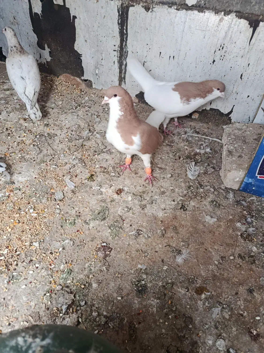 خوشرنگ سیاه|پرنده|محمدیه-قزوین, |دیوار